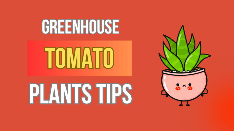 Master Greenhouse Tomato Plants