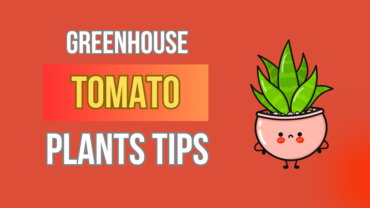 Master Greenhouse Tomato Plants