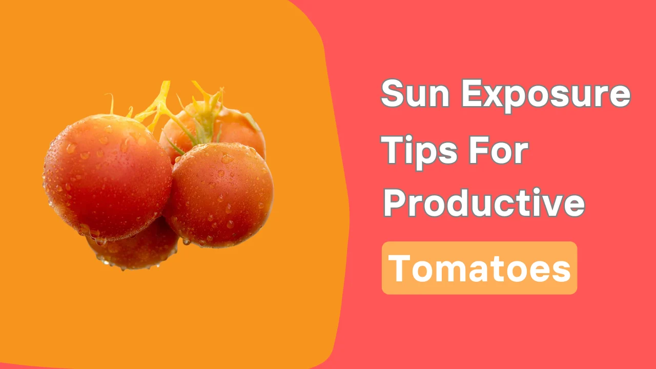 Sun Exposure Tips For Productive Tomatoes