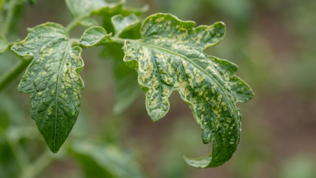 Tomato leaves showing yellow curl symptoms caused by leaf curl virus infection
